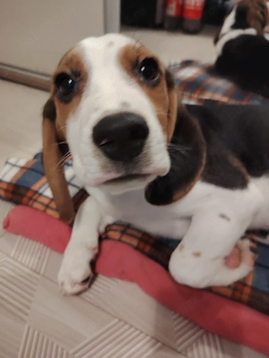 Donez Beagle - imagine 2