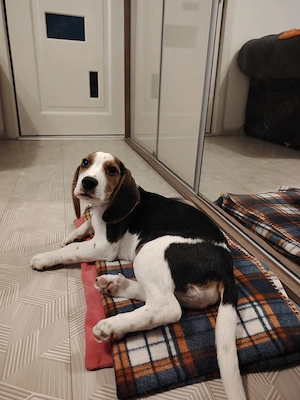 Donez Beagle - imagine 4