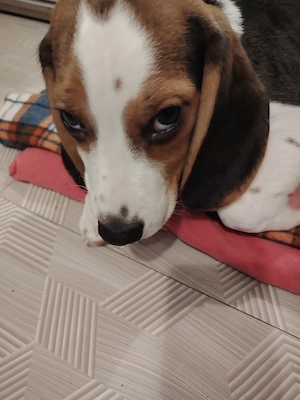 Donez Beagle - imagine 3