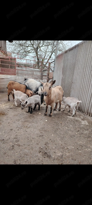 Capre pitice  nigeriene  - imagine 4