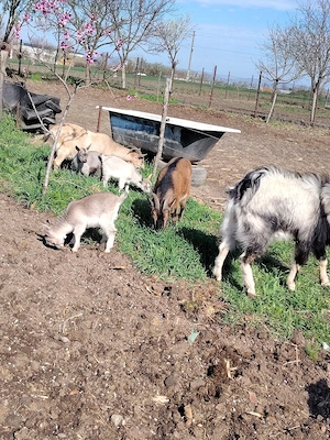 Capre pitice  nigeriene  - imagine 5