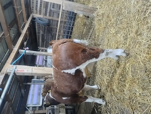 Tineret judetul Maramureș 