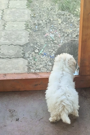 De vânzare  - imagine 5