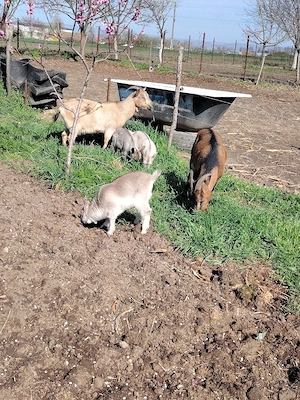 Capre pitice  nigeriene  - imagine 3