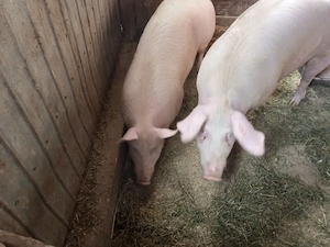 porc gras an jur de 160 kg marele alb cu landras la alegere 1 din doi - imagine 2