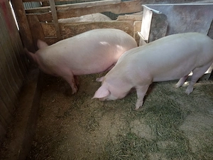 porc gras an jur de 160 kg marele alb cu landras la alegere 1 din doi - imagine 4