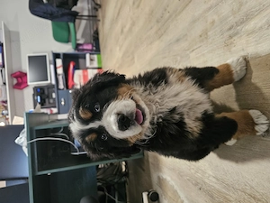 Ultimul baietel din cuib 