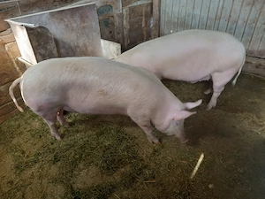 porc gras an jur de 160 kg marele alb cu landras la alegere 1 din doi - imagine 5