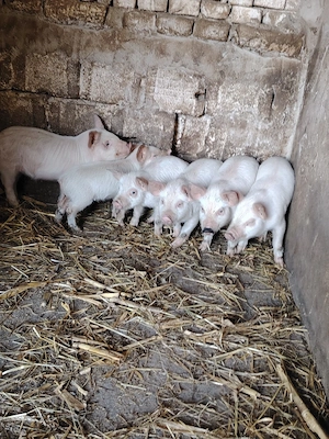 Purcei 6 buc  - imagine 2