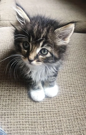 Siberiana de Pădure 