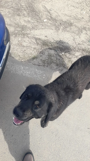 Metis labrador negru - imagine 2