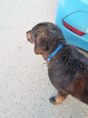 Metis labrador negru - imagine 4