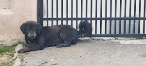 Metis labrador negru - imagine 3