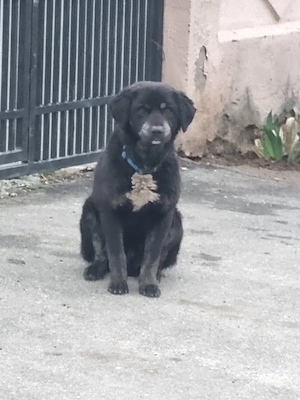 Metis labrador negru