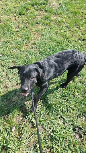 Laborator retriever - imagine 2