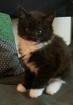 Siberiana de Pădure 