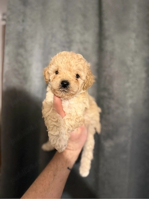 Baietel Maltipoo - imagine 2