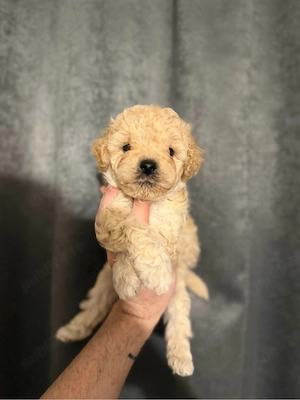 Baietel Maltipoo