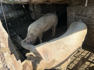 De vanzare  - imagine 2