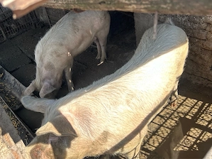 De vanzare  - imagine 4