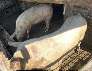 De vanzare  - imagine 3