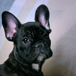 Bulldog Francez cu Factura,Garantie,Microcip,Carnet,Vaccin- Livrare GRATUITA la Timisoara