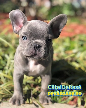 Bulldog Francez de vanzare cu Factura,Garantie,Microcip,Carnet,Vaccin-Livrare GRATUITA la Bucuresti - imagine 2