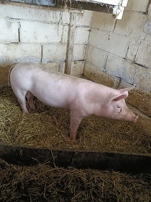 vand scrofiță  - imagine 3