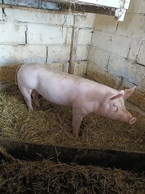 vand scrofiță  - imagine 2