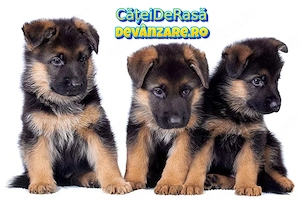 Ciobanesc German de vanzare cu Factura,Garantie,Microcip,Carnet,Vaccin-Livrare GRATUITA la Bucuresti - imagine 2