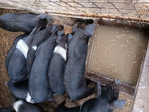 Vând purcei metis bazna cu duroc - imagine 3