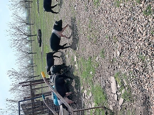 Vând purcei metis bazna cu duroc - imagine 4