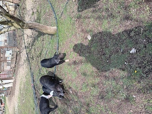 Vând purcei metis bazna cu duroc - imagine 5