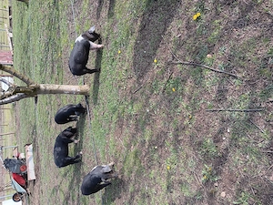 Vând purcei metis bazna cu duroc - imagine 2