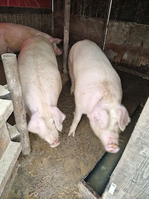 Porci de vanzare, crescuti in gospodarie!!! - imagine 3