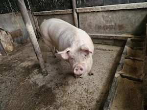 Porci de vanzare, crescuti in gospodarie!!! - imagine 2