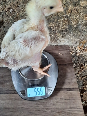 pui de carne de 500 de grame