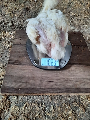 pui de carne de 1 kg - imagine 2