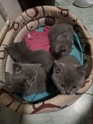 Vind pui de pisica british shorthair  - imagine 2