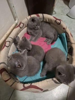 Vind pui de pisica british shorthair  - imagine 3