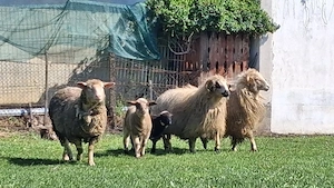 Oi cu miele - imagine 2