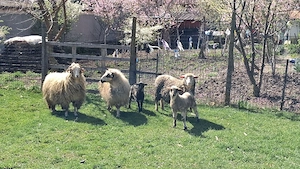 Oi cu miele - imagine 4