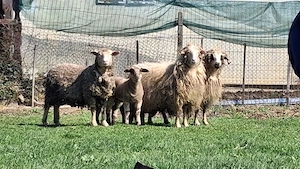 Oi cu miele - imagine 3