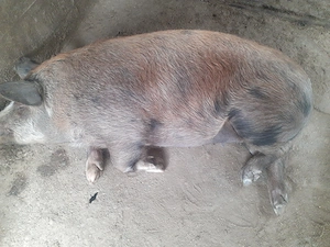 Scroafe de vanzare  - imagine 4