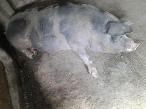 Scroafe de vanzare  - imagine 2