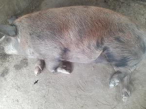 Scroafe de vanzare  - imagine 3