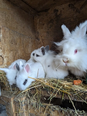 iepurasi pitici cap de leu  - imagine 4