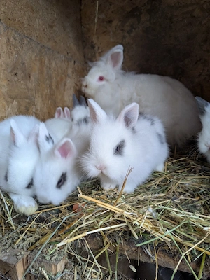 iepurasi pitici cap de leu  - imagine 2