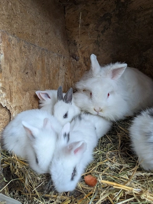 iepurasi pitici cap de leu  - imagine 3