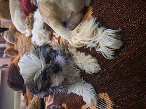 Shihtzu rasă pură  - imagine 2